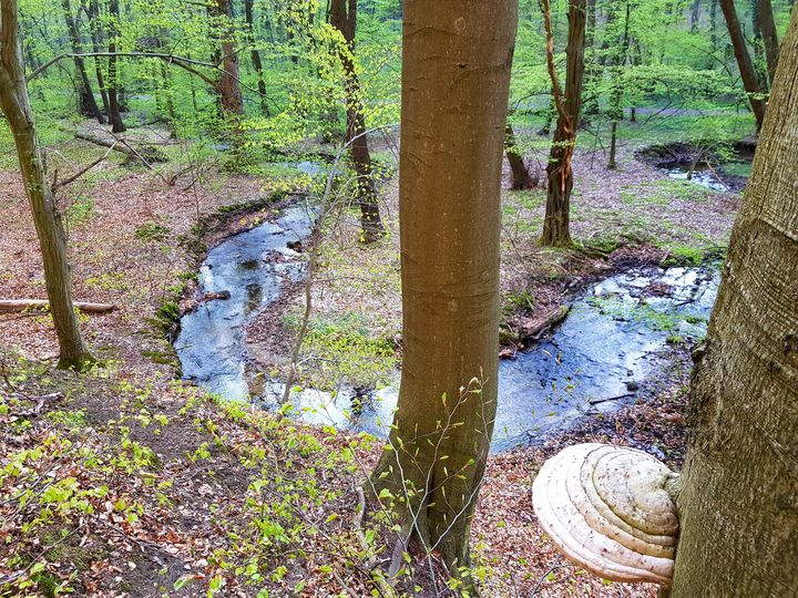 Vláda dnes schválila prírodnú rezerváciu Vydrica 🦌🌳
Z celkovej výmery 483 hektárov sa prevažná časť nachádza v našich mestských …