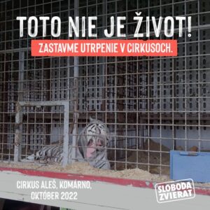 🐅 POSLALI SME LIST MINISTROVI, PRIDAJ SA! 🐆 
😡 Hneváme sa, že cirkusy k nám vozia veľké mačky, aj keď majú na Slovensku zákaz vý…