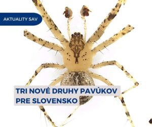 🕷️ Naši zoológovia objavili v horách Burda a Slovenskom krase 3 nové druhy pavúkov, ktoré doteraz na Slovensku neboli známe