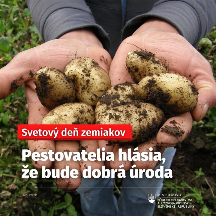 📣OČAKÁVA SA DOBRÁ ÚRODA🥔🇸🇰🥔