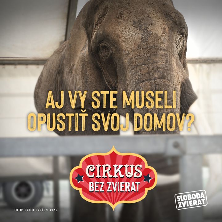 🐘🐅 Dostávame od vás maily: Prečo je cirkus v našom meste?