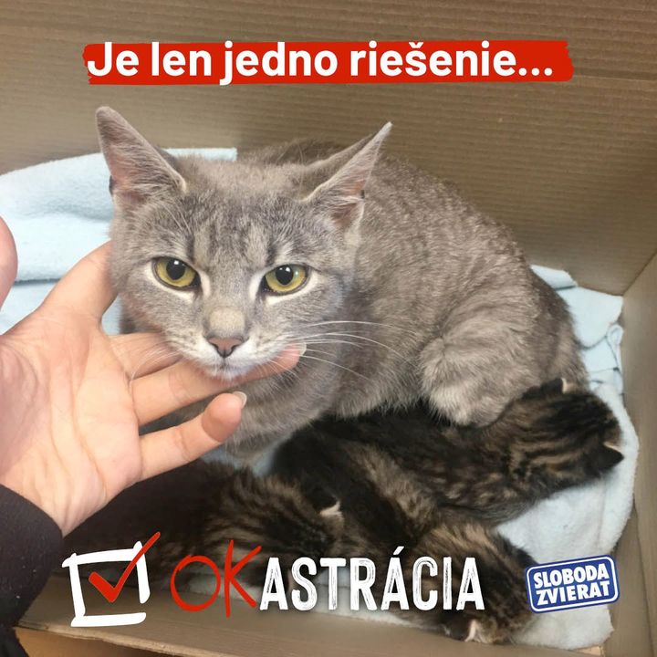 🐈 BRATISLAVA IDE PRÍKLADOM 🐈‍⬛