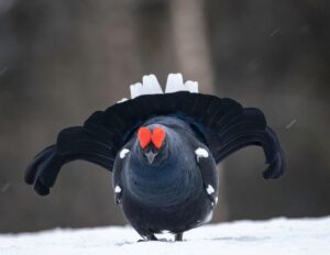 Photos from SOS/BirdLife Slovensko’s post